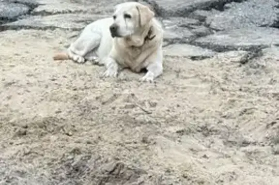 Найдена собака, , фото: Лабрадор найден на ул. Добролюбова, 55