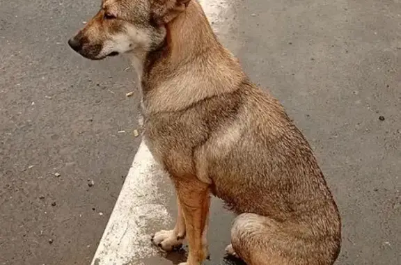 Найдена собака, Оренбург, фото: Собака найдена на ост. Мичурина, Оренбург