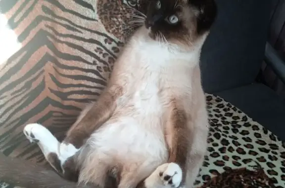 Кошки потеряшки, Бесединский сельсовет, фото: Потеряшка кошка, Курская область