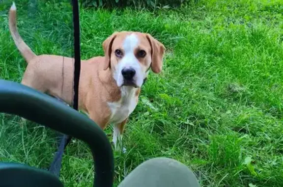 Пропала собака в Орле, Орловская обл.