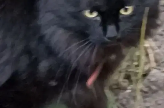 Кошка найдена: ул. Пестеля, 1, Москва