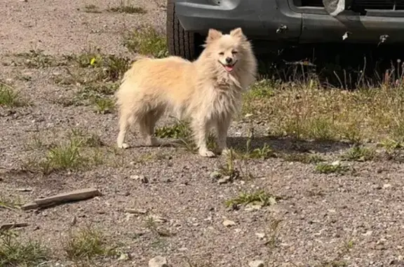 Шпиц у автосервиса «Волга», МО
