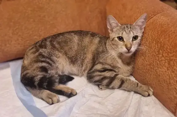 Красивая кошка найдена: Учительская ул., 6 к2