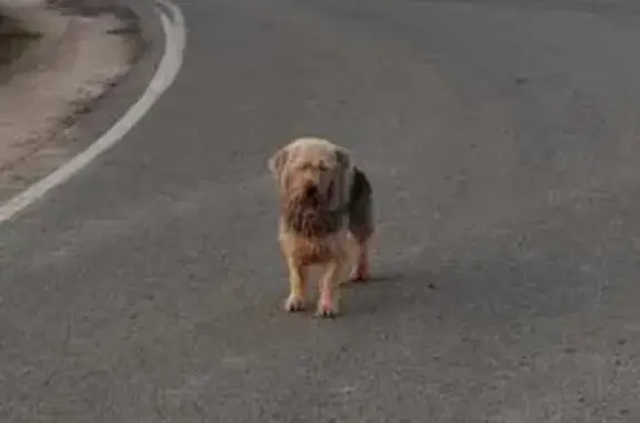 Найдена собака, , фото: Найдена собака: 46Н-11633, МО