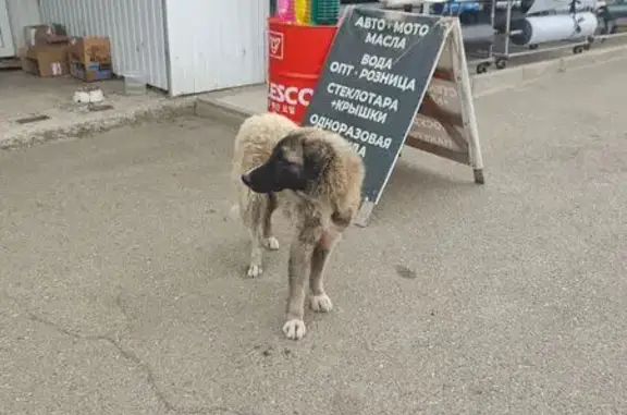 Собака найдена, ул. Будённого, Краснодар