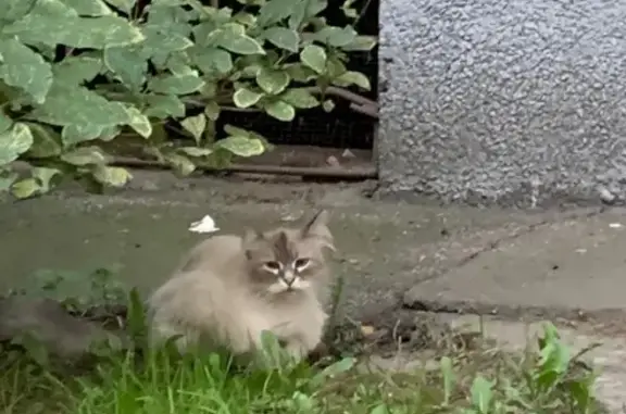 Найдена кошка, Санкт-Петербург, фото: Кошка найдена: Светлановский пр., 46 к1
