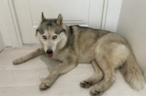 Хаски найдена: Северная, 59, Одинцово