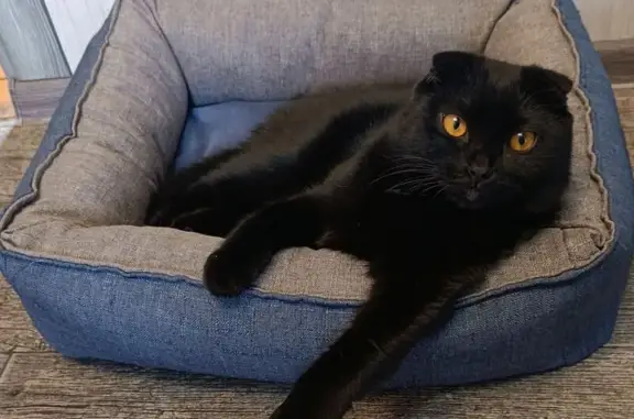 Пропал котик Тимоша, Омск, Аллея 2