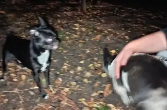 Найдена собака, Самара, фото: Найдена собака, Парадная ул., Самара