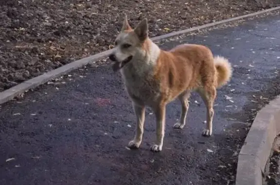 Найдена собака, Москва, фото: Собака найдена на ул. Богданова, Москва