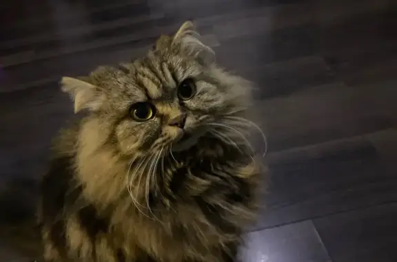 Кошки потеряшки, Тамбов, фото: Потеряшка кошка, Рязанская ул., 4, Тамбов