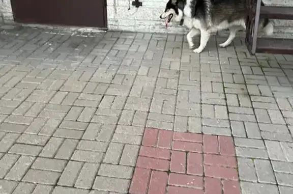 Собака найдена на Выборгском шоссе 5к1