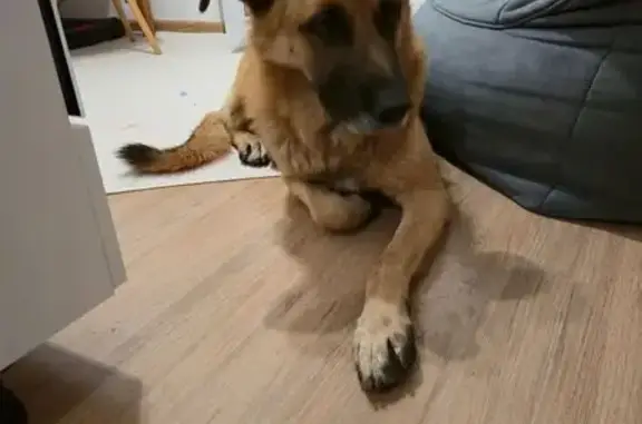 Найдена собака, Екатеринбург, фото: Найдена собака, Екатеринбург, 65А-4101000