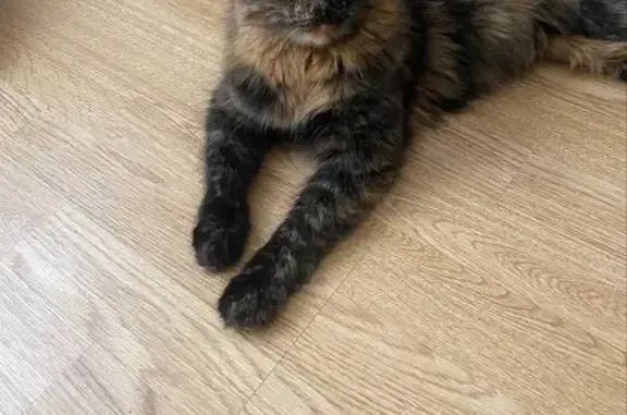 Кошки потеряшки, Брянск, фото: Потеряшка кошка, 2-й пр. Ст. Димитрова, 9