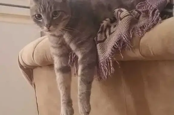 Кошки потеряшки, Энем, фото: Потеряшка кот Бусик, ул. Седина, 57, Энем