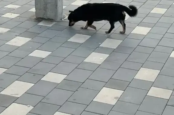 Собака найдена на ул. Титова, 36, Волгоград