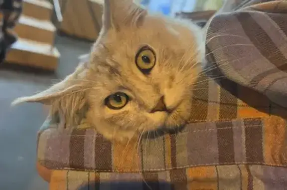 Кошка найдена, Витебская ул. 11, Москва