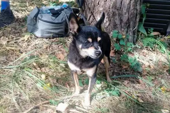 Собаки потеряшки, Лыткарино, фото: Потеряшка собака в Лыткарино, Волкуша