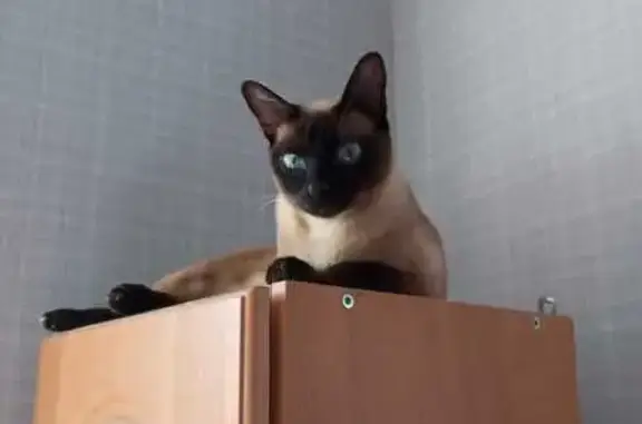 Пропала кошка, ул. Мира 9, Мурманск