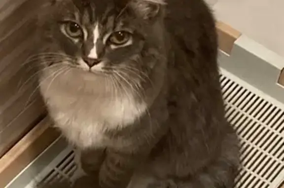 Найдена кошка, Новосибирск, фото: Кошка найдена: ул. Связистов, 13/2, НСК