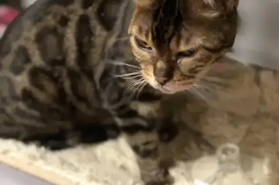 Найдена бенгальская кошка, Бескудниковский 40к1