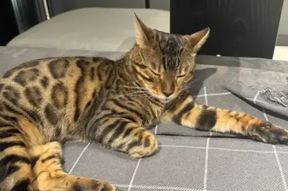 Кошка найдена: ул. Старый Двор, Октябрьский