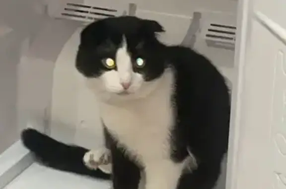 Кошки потеряшки, Астрахань, фото: Потеряшка кошка, Ейская 20/23, Астрахань