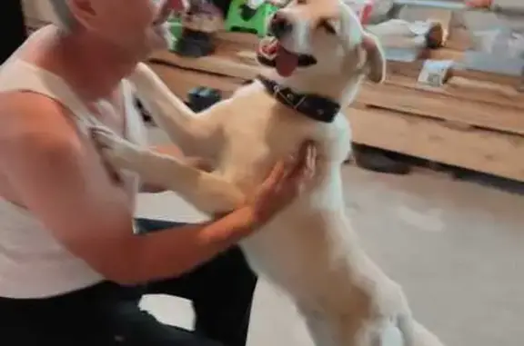 Пропала собака, 28Н-0557, Красная Гора