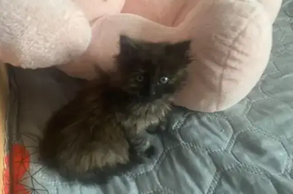 Найдена кошка, 2-я ул. Серова, 6, Тверь