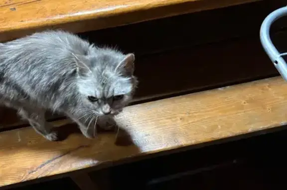 Найдена кошка, Пермь, фото: Найдена кошка, ул. Лянгасова, Пермь