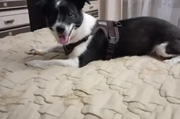 Найдена собака, Воронеж, фото: Собака найдена: Острогожская ул., Воронеж