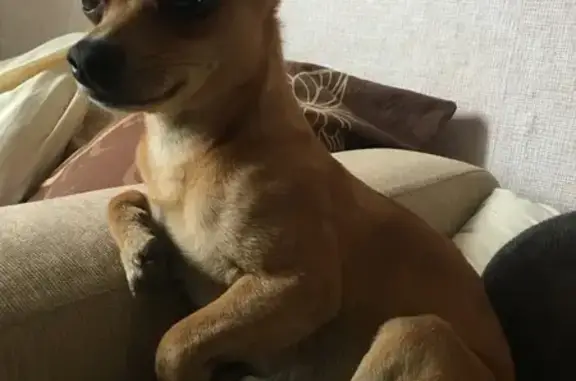 Собаки потеряшки, Архипо-Осиповка, фото: Потеряшка рыжая собака, Славянский пер. 8