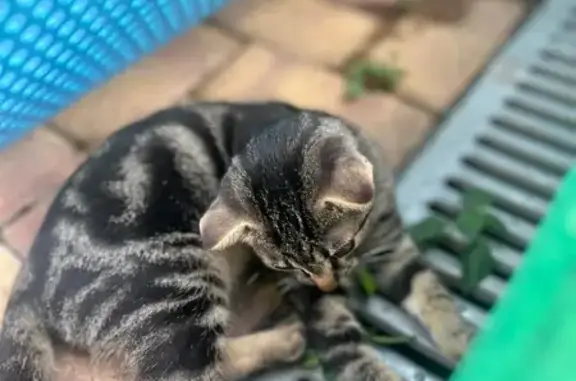 Пропала кошка, ул. Единство, 40, Сочи