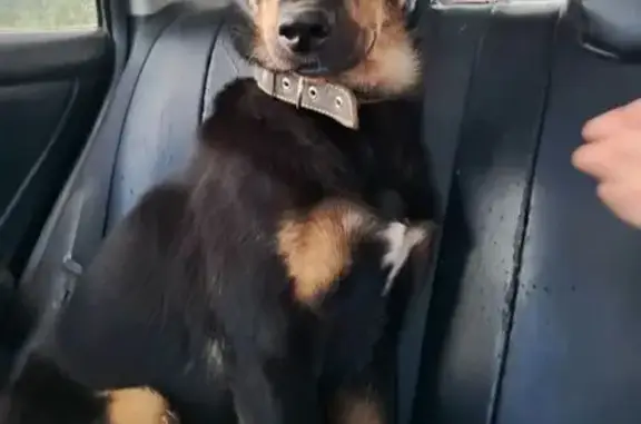 Найдена собака, Павлиново, 29Н-392