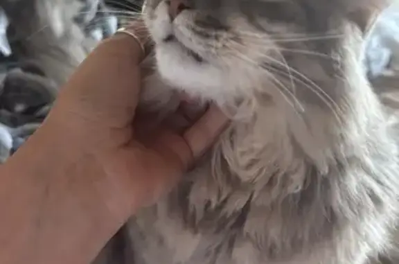 Кошки потеряшки, Московская область, фото: Потеряшка кошка, МО