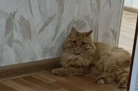 Кошки потеряшки, Липецк, фото: Потеряшка кошка, Бородинская 47, Липецк