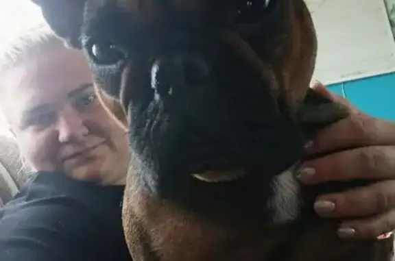 Собаки потеряшки, Вольск, фото: Потеряшка собака, Орджоникидзе 8, Вольск