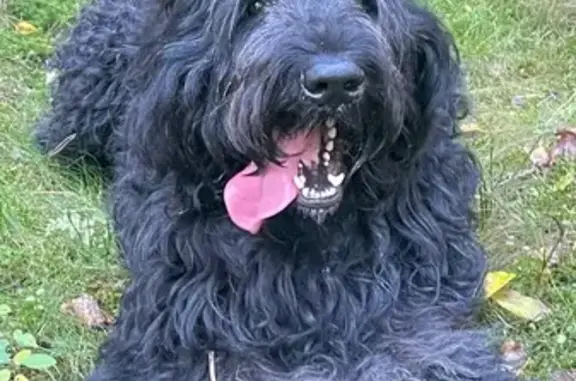 Пропала собака, Белая ул., Калининград