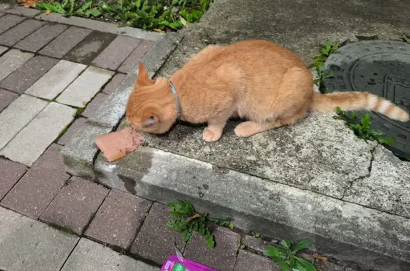 Кошка найдена на ул. Тельмана, Калининград