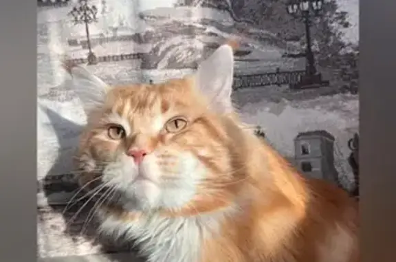 Кошки потеряшки, Клин, фото: Потеряшка кошка на Литейной, 59/10, Клин