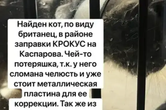 Найдена кошка, , фото: Кот найден у заправки КРОКУС, Каспарова, Армавир
