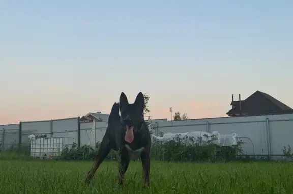 Собаки потеряшки, , фото: Потеряшка собака, МО, коричневая, тигровая