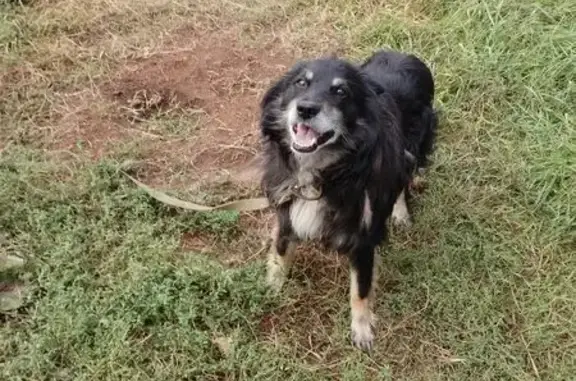 Собаки потеряшки, Самара, фото: Потеряшка собака Симба, Магистральная 66, Самара