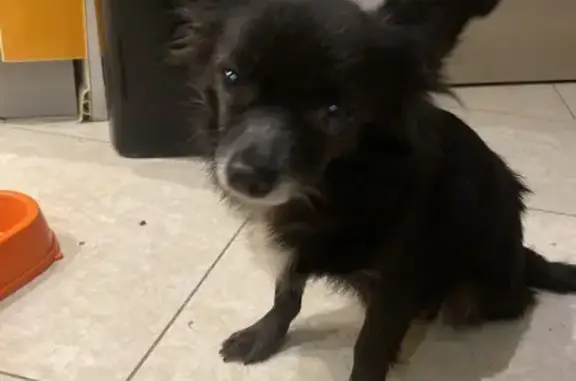 Найдена собака, Волжский, фото: Найдена чихуахуа, ул. 19 Партсъезда, 77