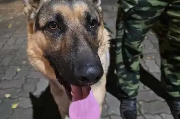 Найдена собака, Московская область, фото: Овчарка найдена, 8А, Московская область