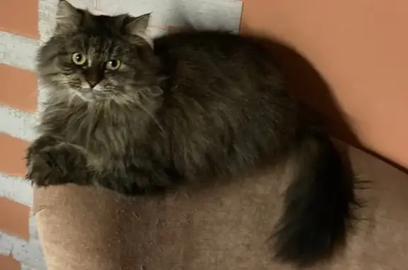 Кошки потеряшки, Узловая, фото: Потеряшка кошка Ася, ул. Беклемищева, 20