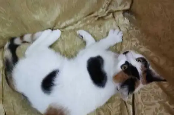 Найдена кошка, Волгоградская область, фото: Кошка найдена в СНТ 