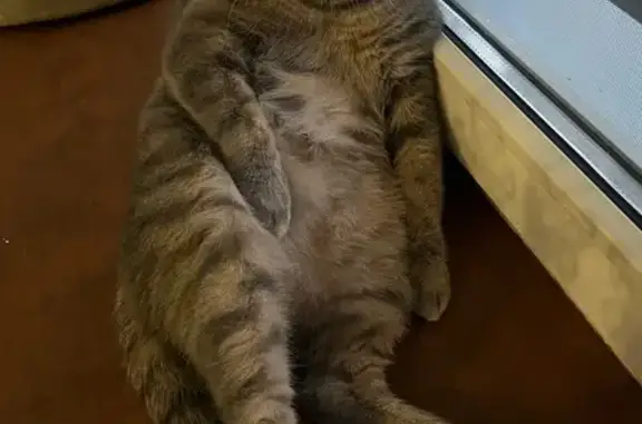 Пропала кошка, Строитель, Белгородская обл.