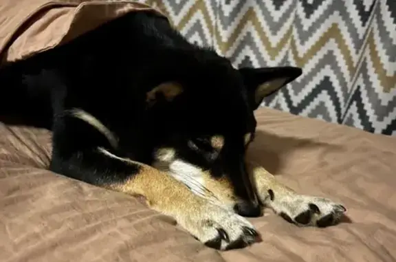 Собаки потеряшки, Жуковский, фото: Потеряшка собака, ул. Фрунзе, 8, Жуковский