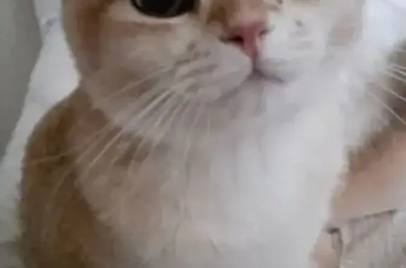 Кошки потеряшки, , фото: Потеряшка кошка, Дачная ул. 7, Внуково